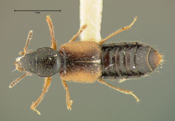 Media type: image;   Entomology 24068 Aspect: habitus dorsal view